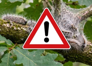 Zmiana klimatu to nie tylko pogoda. W Polsce szaleje niebezpieczny szkodnik
