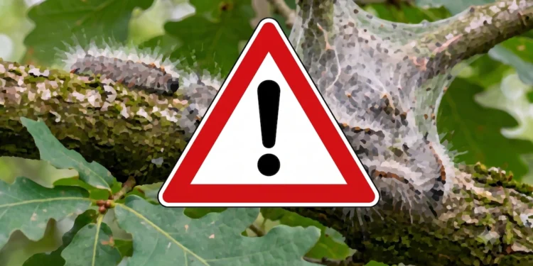 Zmiana klimatu to nie tylko pogoda. W Polsce szaleje niebezpieczny szkodnik