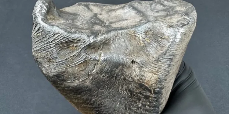 Niesamowite znalezisko pod Łodzią. Z nieba spadło 3 kg kosmicznego żelaza