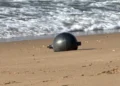 Metalowe kule spadły na rajską plażę. „To może pochodzić z kosmosu”