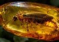 Dinozaury żyły w świetle świetlików. Bursztyn to udowodnił