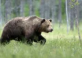 Straszą wilkami i niedźwiedziami, których nie ma. Ministerstwo ostrzega