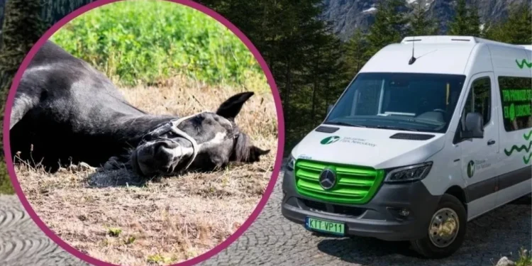 Tylko koni żal. Będą ciągle wjeżdżać na Morskie Oko