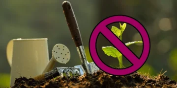 Nie sadźcie drzew. Las zrobi to sam i to taniej