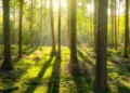 Sadzą lasy, by pochłaniały CO2. Ich zdaniem to głupota