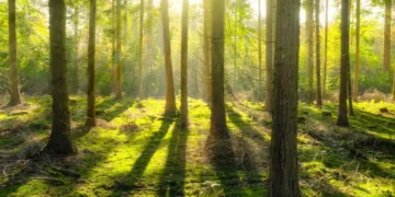 Sadzą lasy, by pochłaniały CO2. Ich zdaniem to głupota
