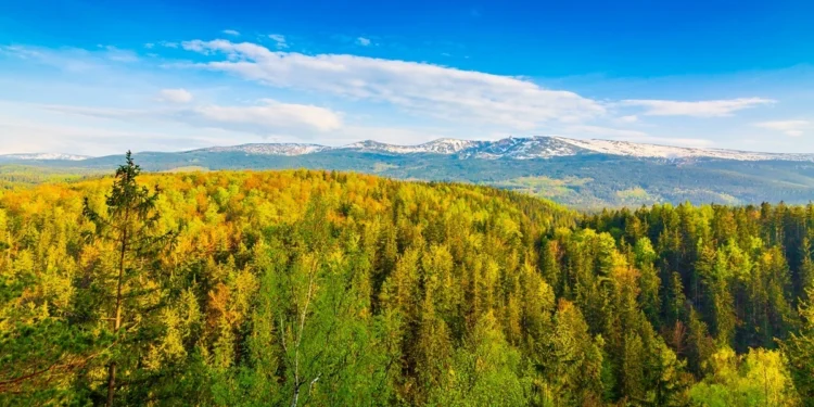 Typowe drzewa znikną z polskich lasów. „Nie mamy czasu”