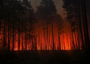 Pożar pożera Puszczę Solską. Samolot gaśniczy spadł podczas akcji