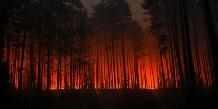 Pożar pożera Puszczę Solską. Samolot gaśniczy spadł podczas akcji