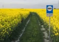 Klikasz w aplikacji i przyjeżdża… autobus. Polskie miasto już to testuje