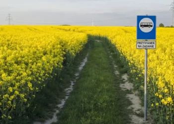 Klikasz w aplikacji i przyjeżdża… autobus. Polskie miasto już to testuje