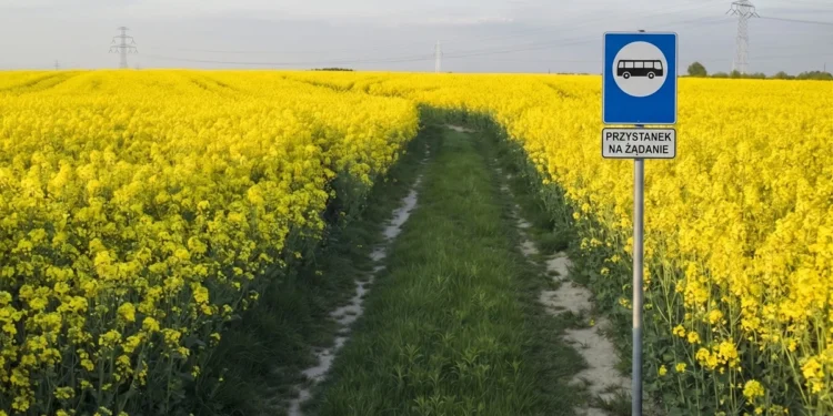 Klikasz w aplikacji i przyjeżdża… autobus. Polskie miasto już to testuje