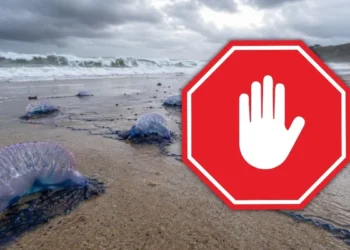 Groźna flota naciera. Te potwory zajmują nowe plaże