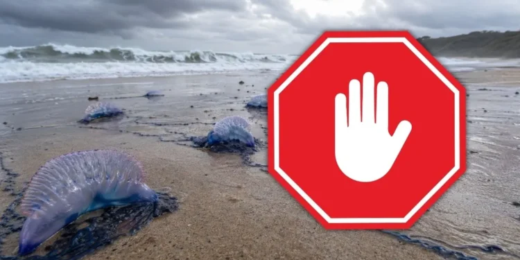 Groźna flota naciera. Te potwory zajmują nowe plaże