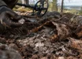 Wykrywacz zapiszczał i nie przestawał. Pod ziemią było 4,5 kg srebra