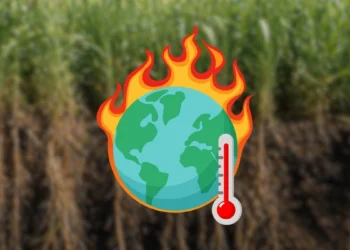 Mają sposób na zmiany klimatu. Trawa uratuje nas przed zagładą