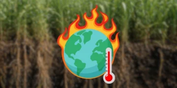 Mają sposób na zmiany klimatu. Trawa uratuje nas przed zagładą