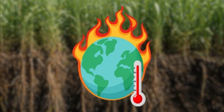 Mają sposób na zmiany klimatu. Trawa uratuje nas przed zagładą